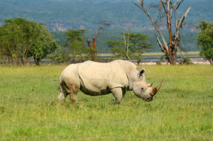 rhinoceros success fliers